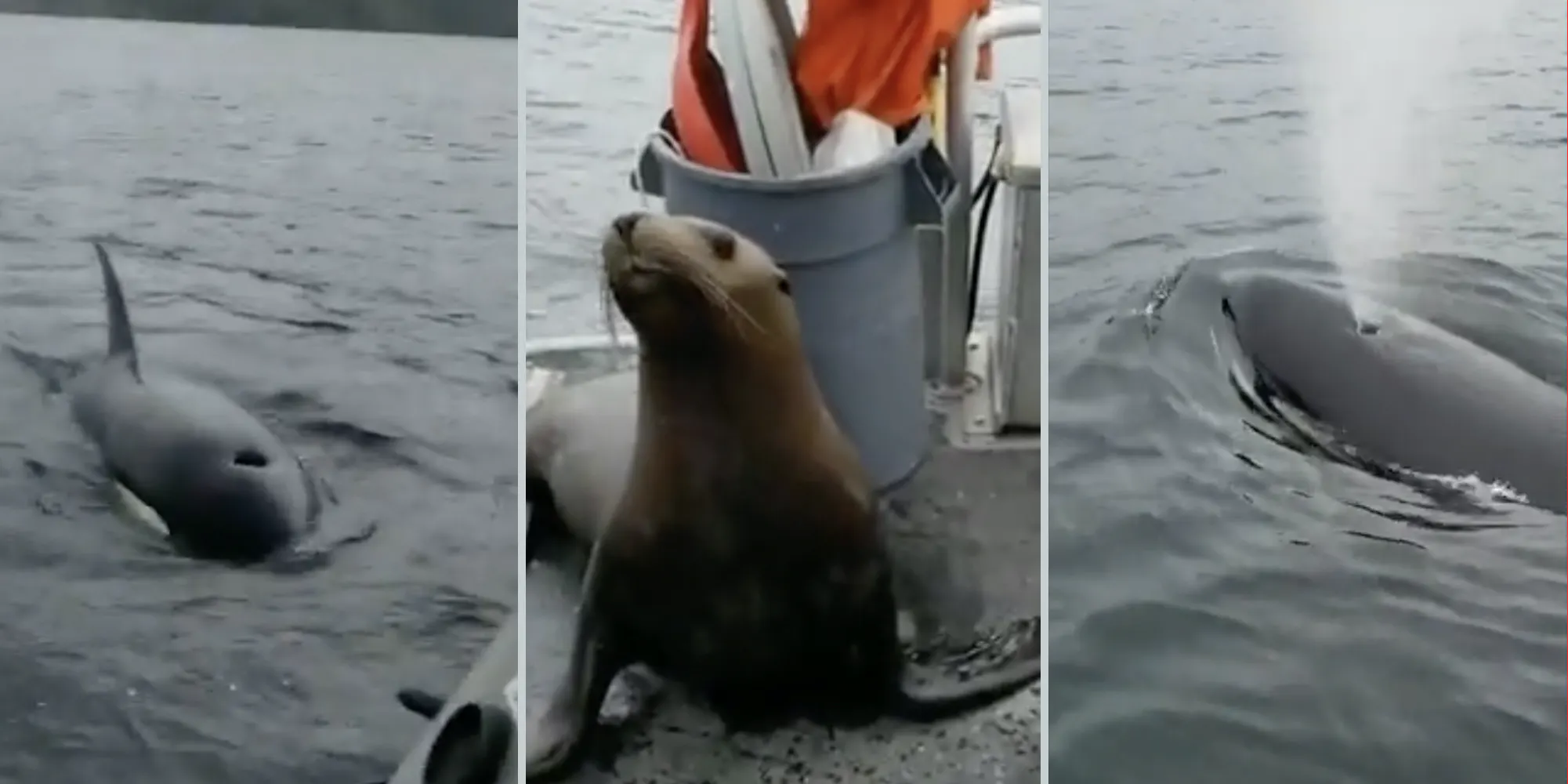 Video Goes Viral After She Kicks A Sea Lion off Her Boat into Orcas Circle and The Viewers Say It’s Brutal