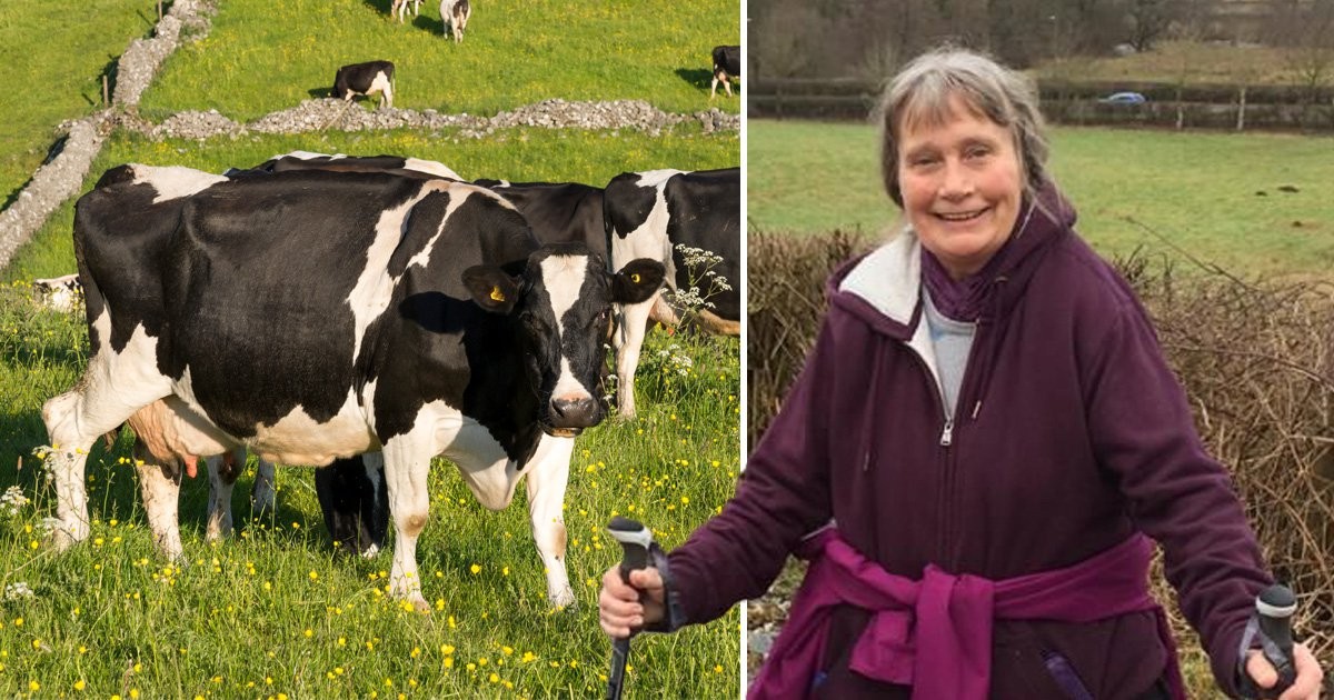 Cows That Kill A Dog Put An Innocent Woman In Coma