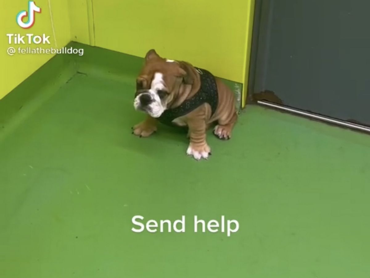 Netizens Show Support For Bulldog That Felt Shy During First Day Of Puppy Club