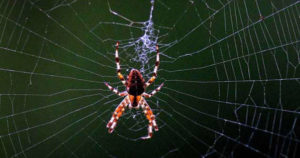 Freaked neighbours call the police after a woman screams at a spider