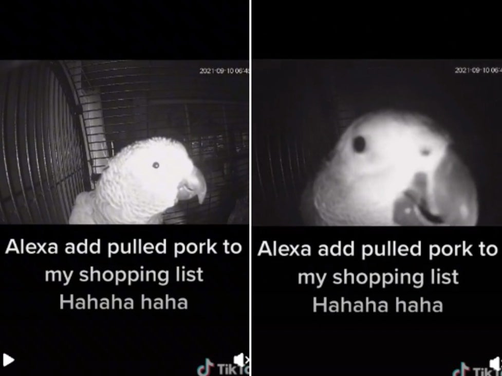 Parrot goes viral on TikTok after asking Amazon Alexa to add pulled pork to owners shopping list