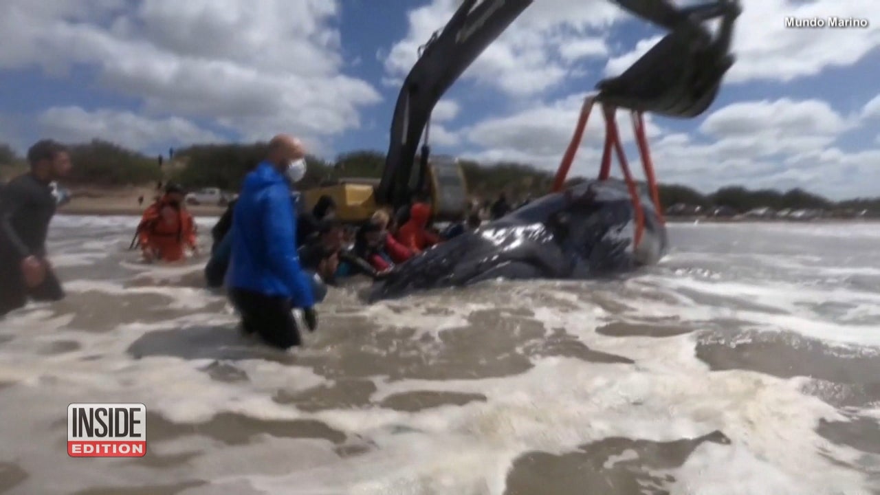 Community in Argentina Joins Together to Rescue Beached Whale