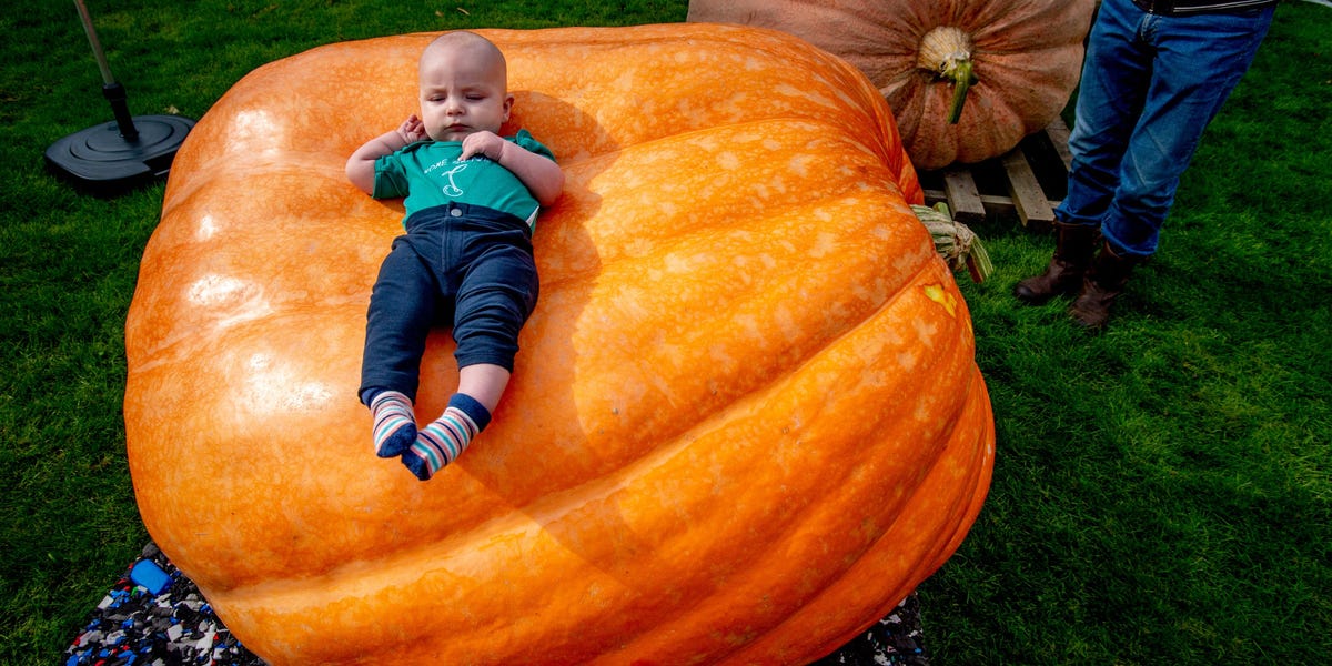Italy wins the World's Biggest Pumpkin Crown, and Belgium is Not Happy