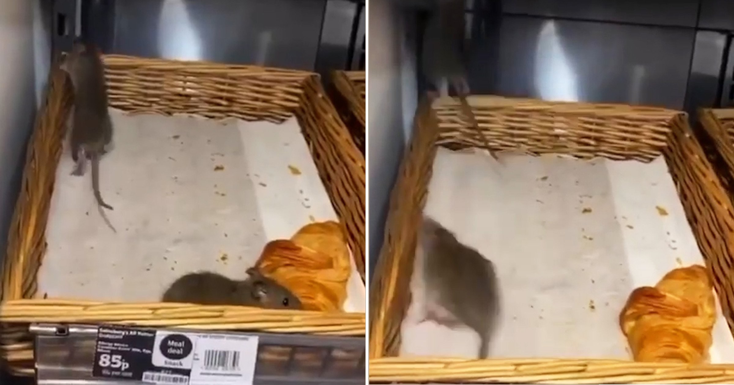 In London Sainsbury’s Store Shoppers are Shocked By The Sight and Filmed The Evidence Of The Rat Crawling Over Pastries