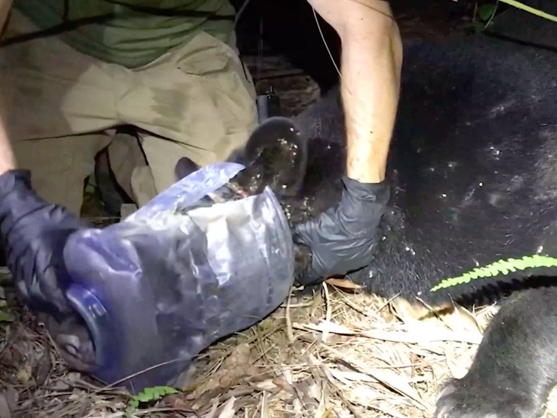 Bear who had plastic container stuck on his head for a month is finally freed