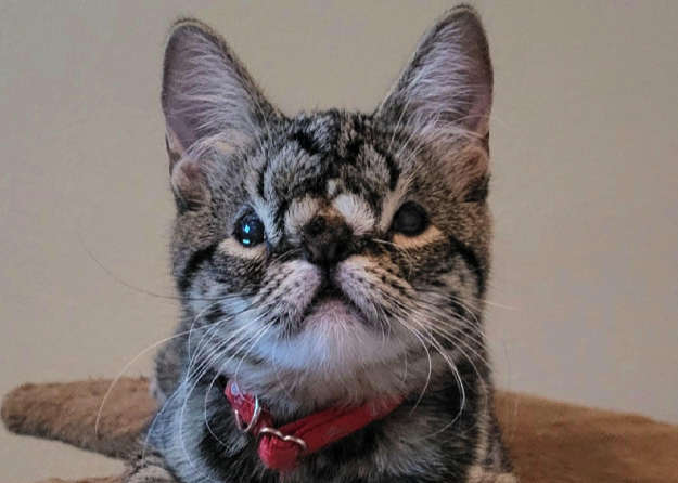 ‘Sweet and affectionate’ cat with facial abnormality receives ‘zero adoption applications’