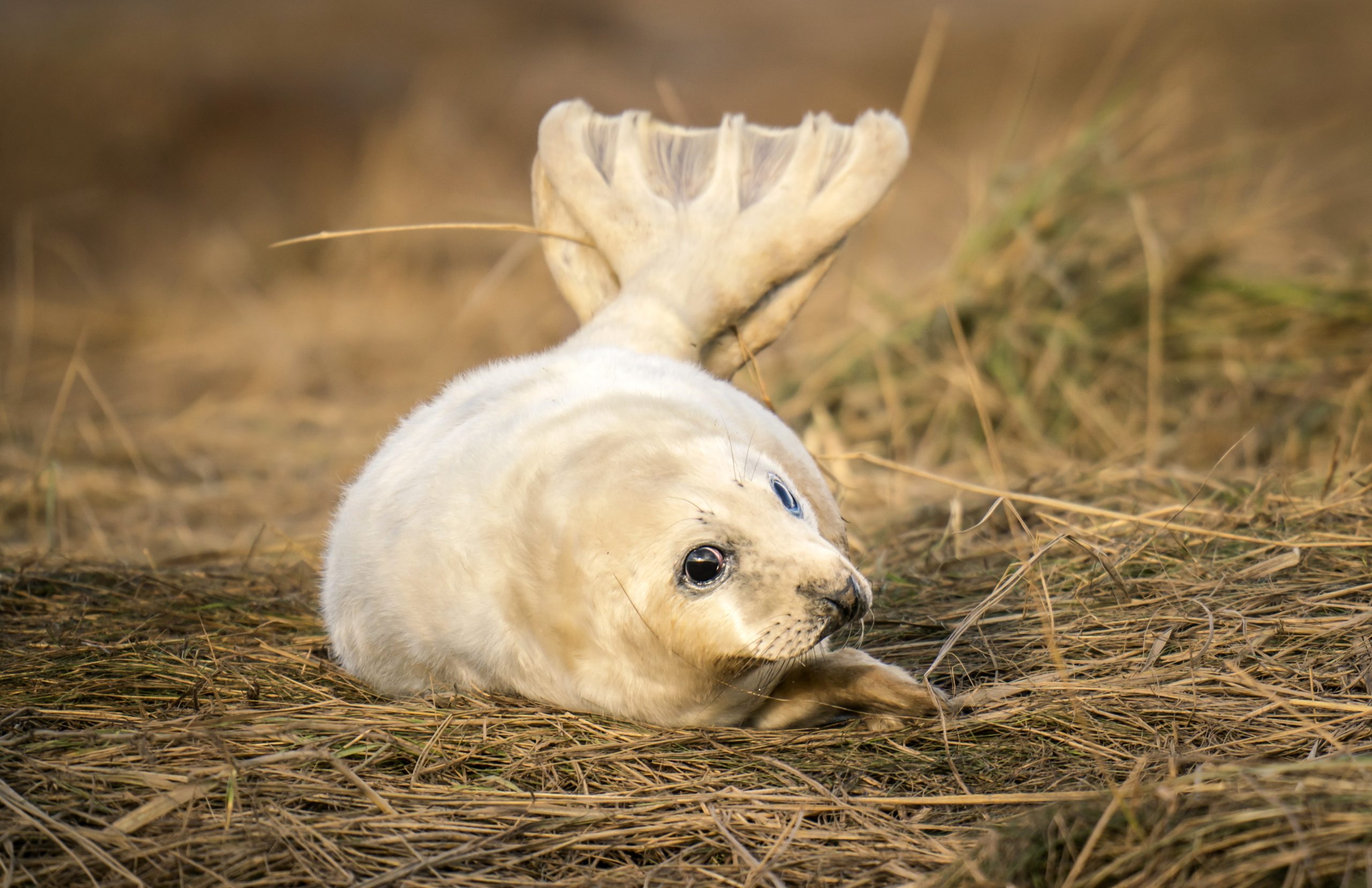 Pictures: Grey seal pups seen at a nature reserve