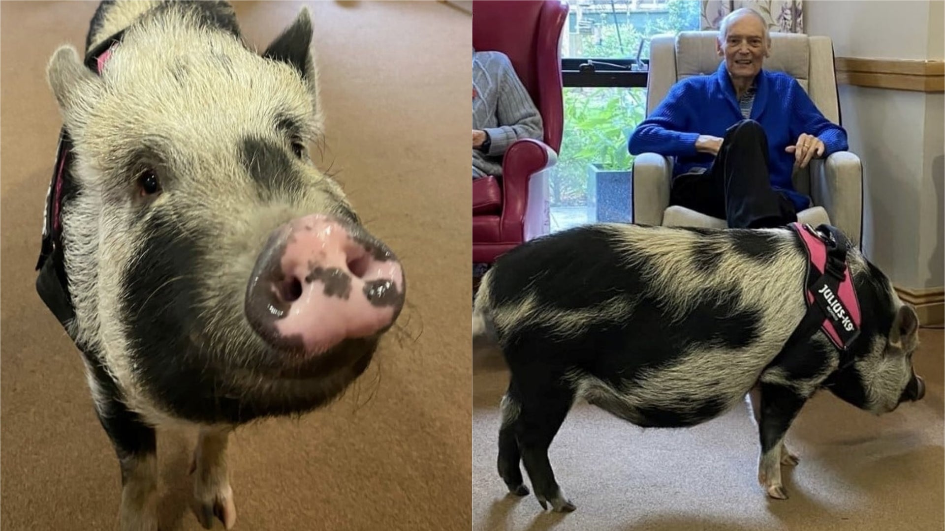 Pet pig hogs the attention on visit to owner’s care home