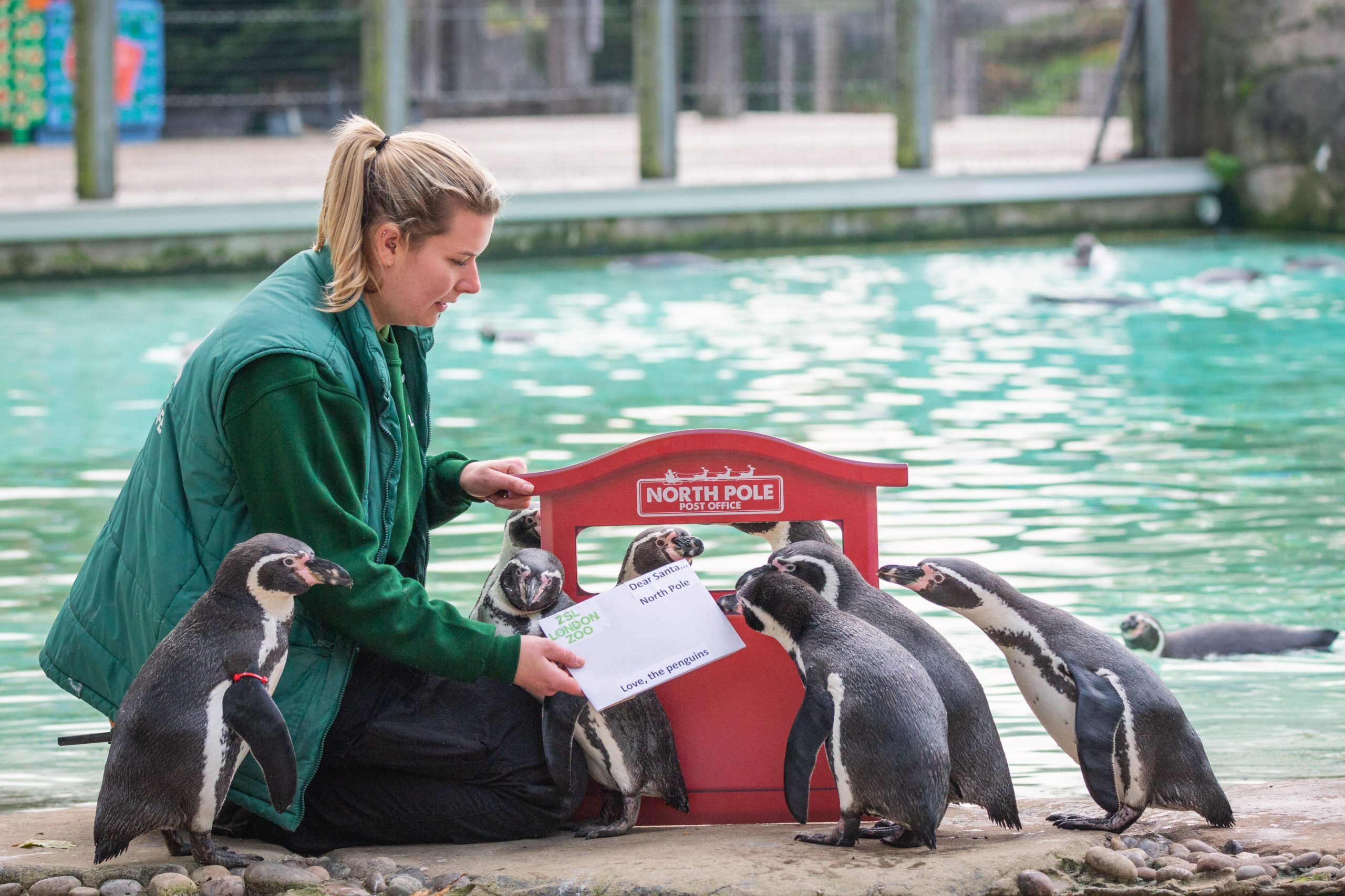 Penguins post letter to Santa to kick off festive season at London Zoo