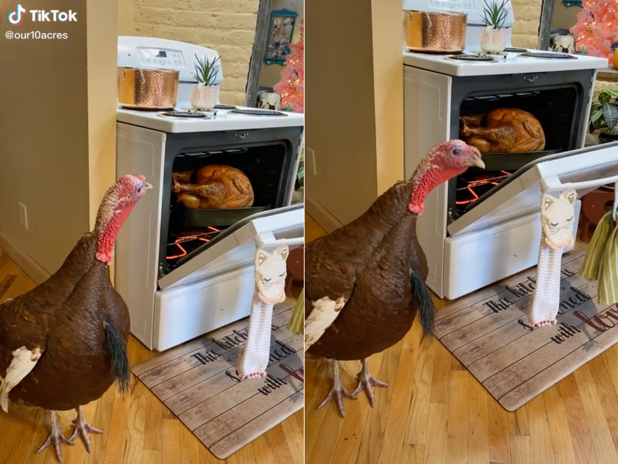 Viral TikTok of an alive turkey next to one in a baking dish sparks huge backlash