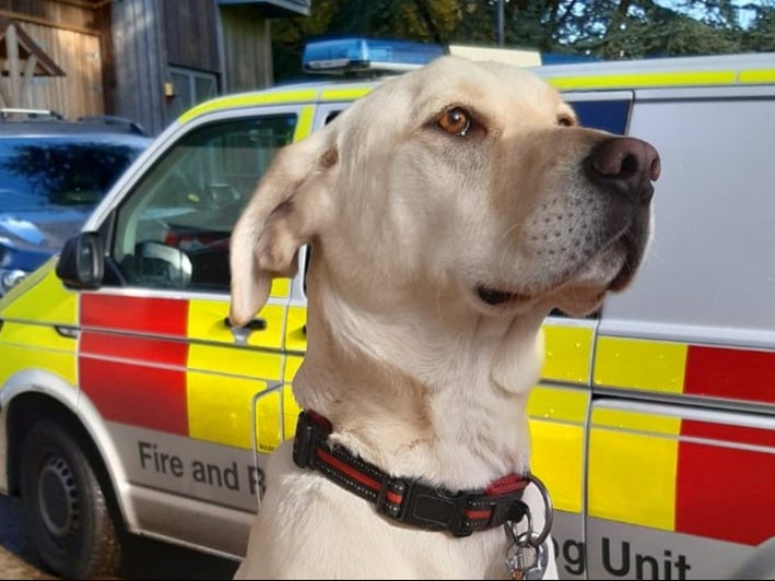 Stray Labrador deemed ‘unruly and untrainable’Dog becomes an expert in fire service search