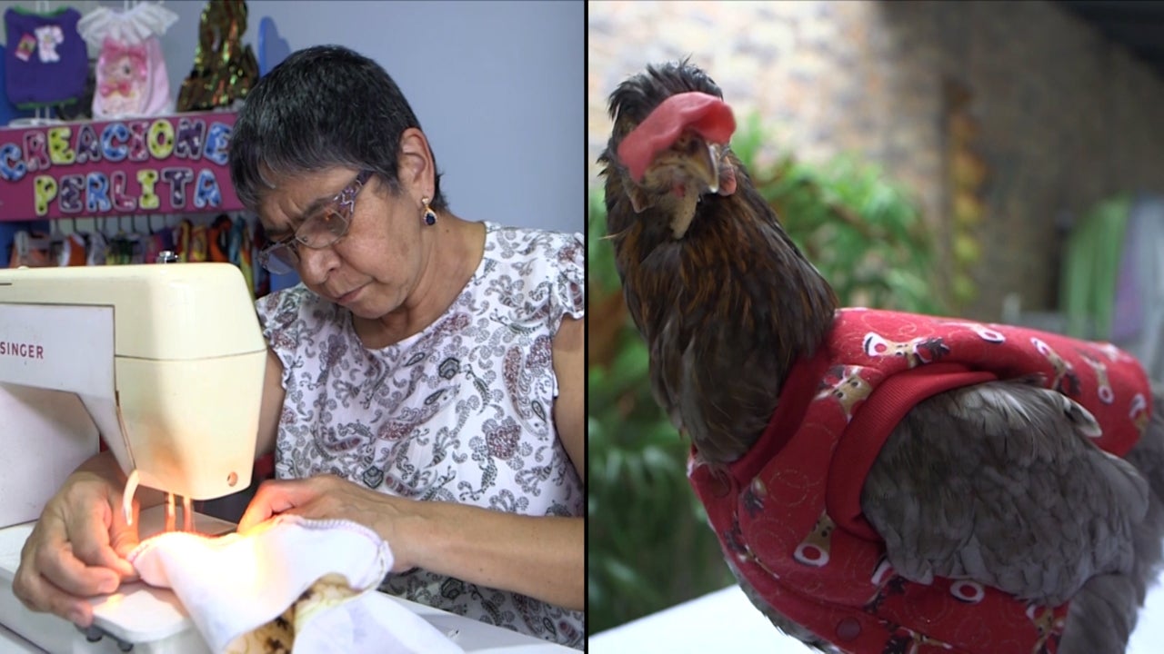 Colombian designer Nidia Garzon creates clothing for chickens