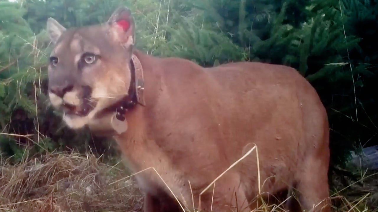 Washington State Conservationists Track Pumas’ Health and Movements with Radar Technology