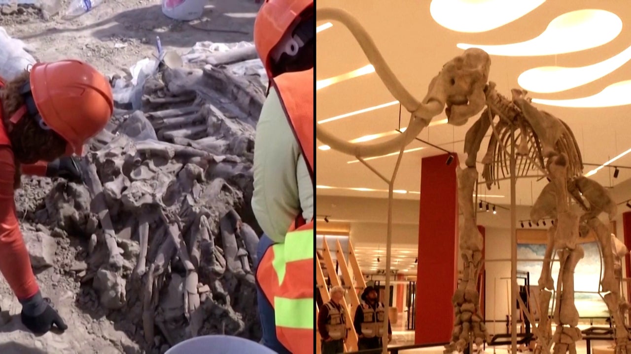 Museum Inside a New Mexico Airport Will Have Mammoth Bones and Skulls on Display