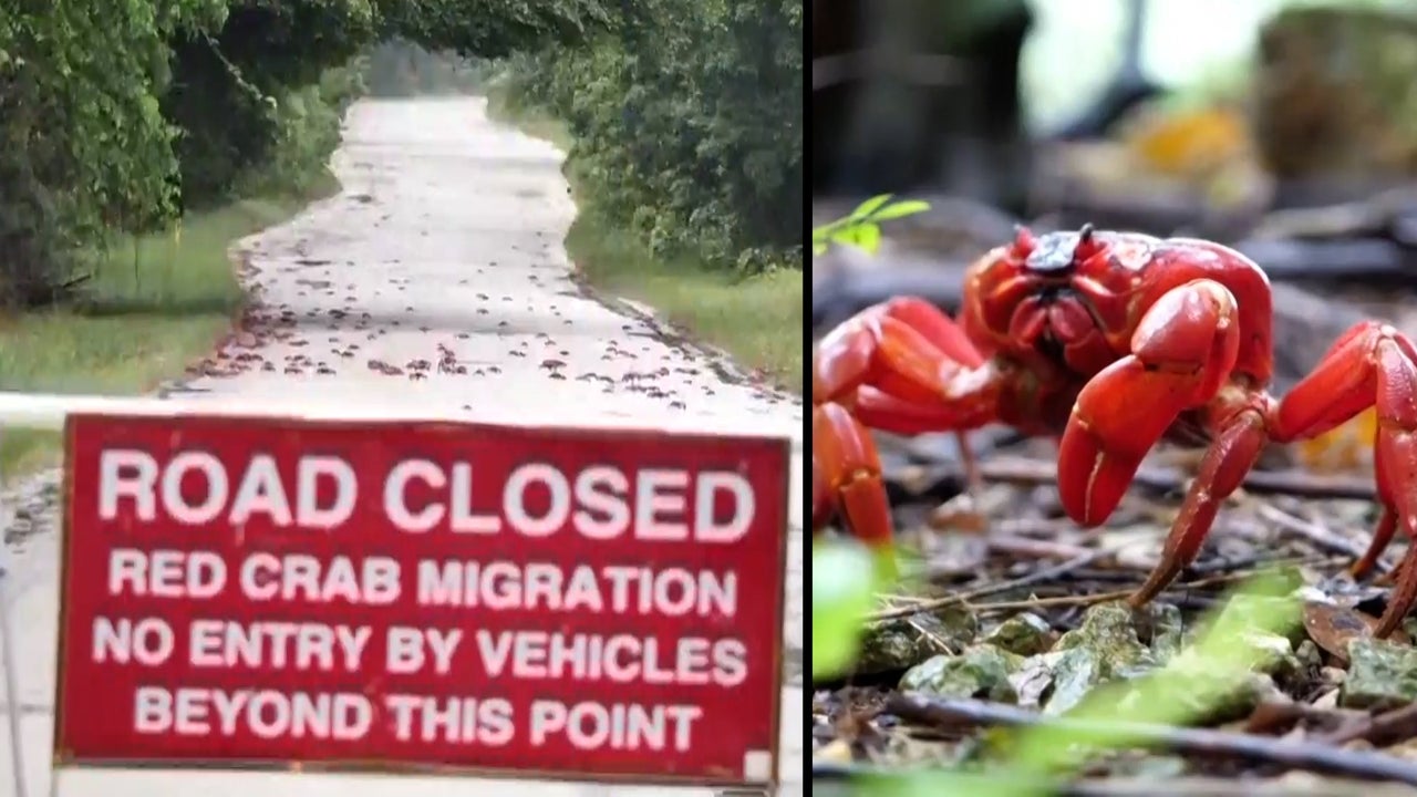Millions of Red Crabs Spotted in Australia Migrating to Christmas Island to Mate