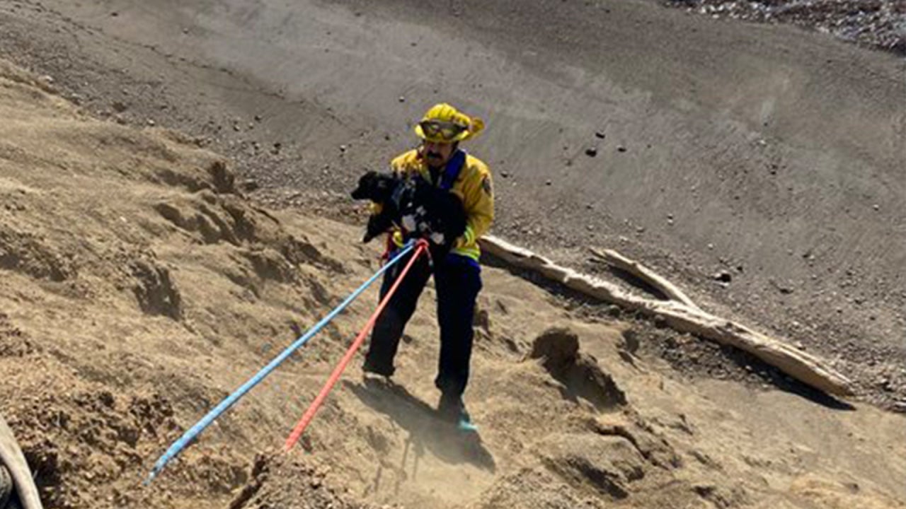 Puppy survives 40 foot fall off California Cliff and emerges unscathed