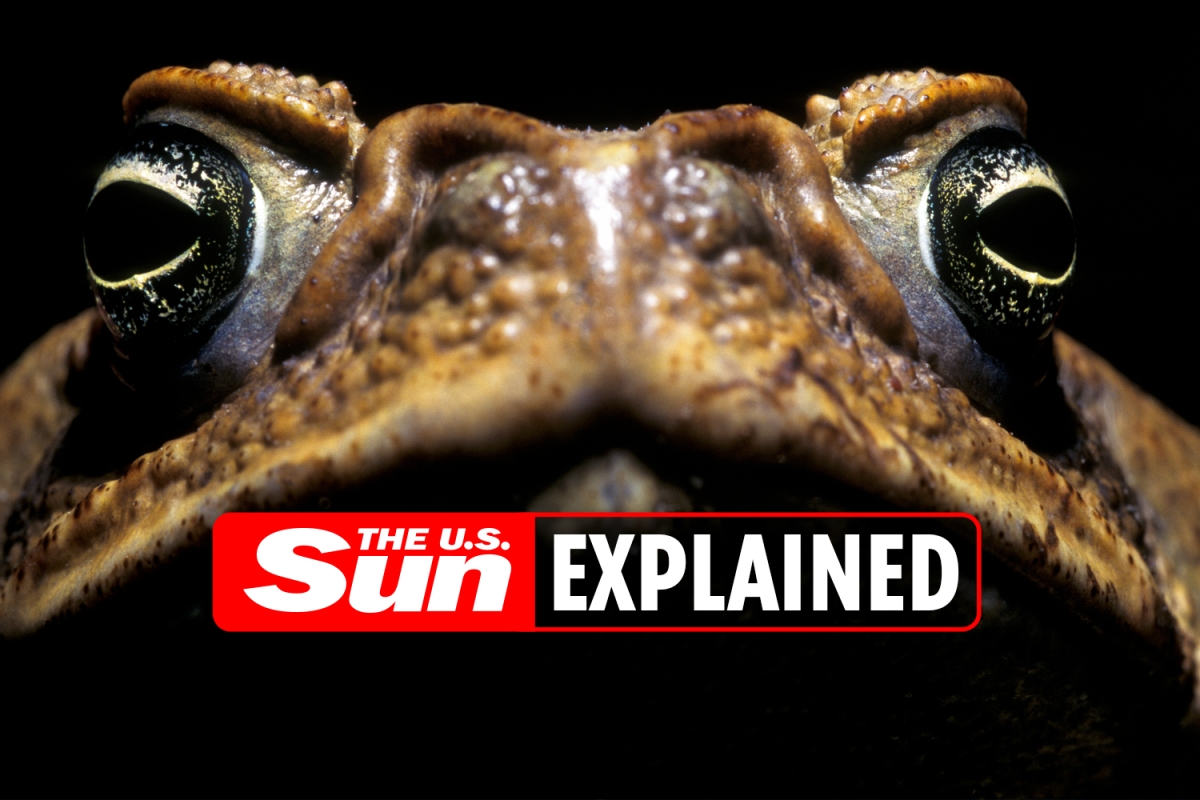What is toad-venom?