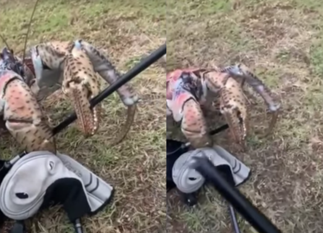 Footage captures the moment a massive coconut crab snaps a golf club in half using its claw