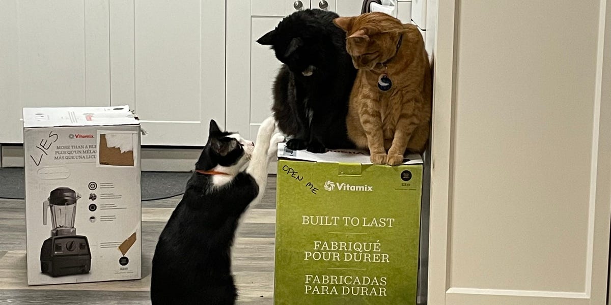 Vitamix Cats Owner Lets the Saga Continue Infinitley