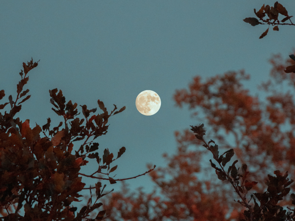 A full moon in a dark blue sky partially obscured by red leaves and tree branches