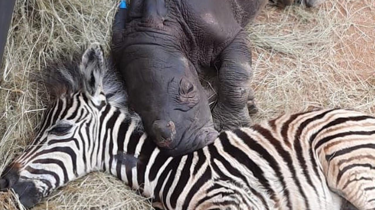 The Best of Friends: Zebra and the Baby Rhino Are Adorable