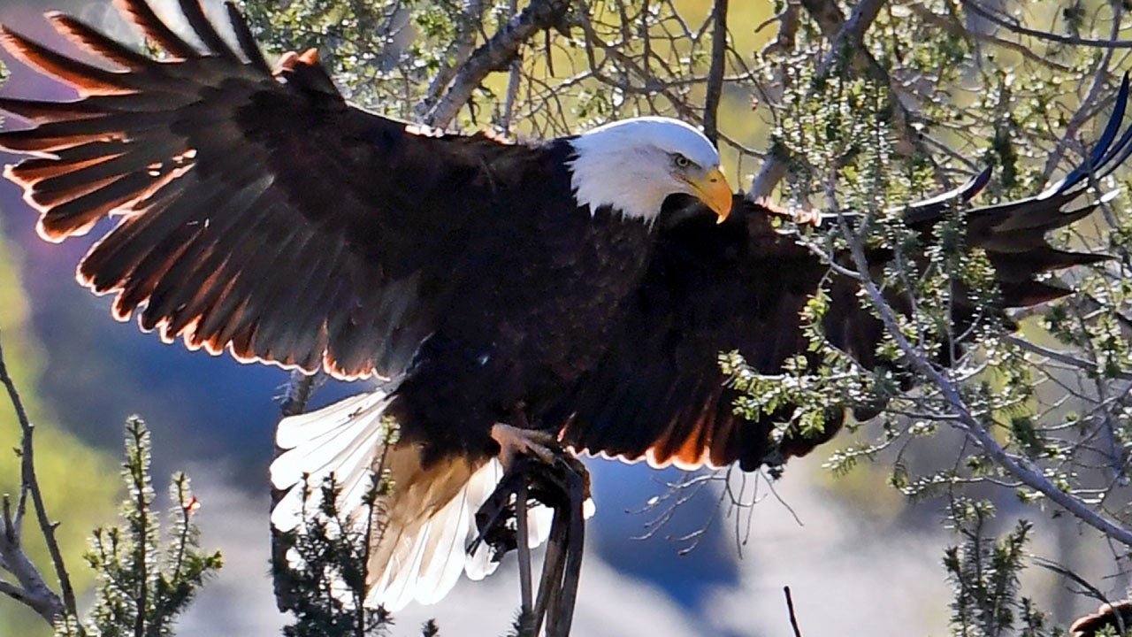 Bald Eagle Population Growth has Been Slowed by Lead Poisoning, Caused by Gun Ammo