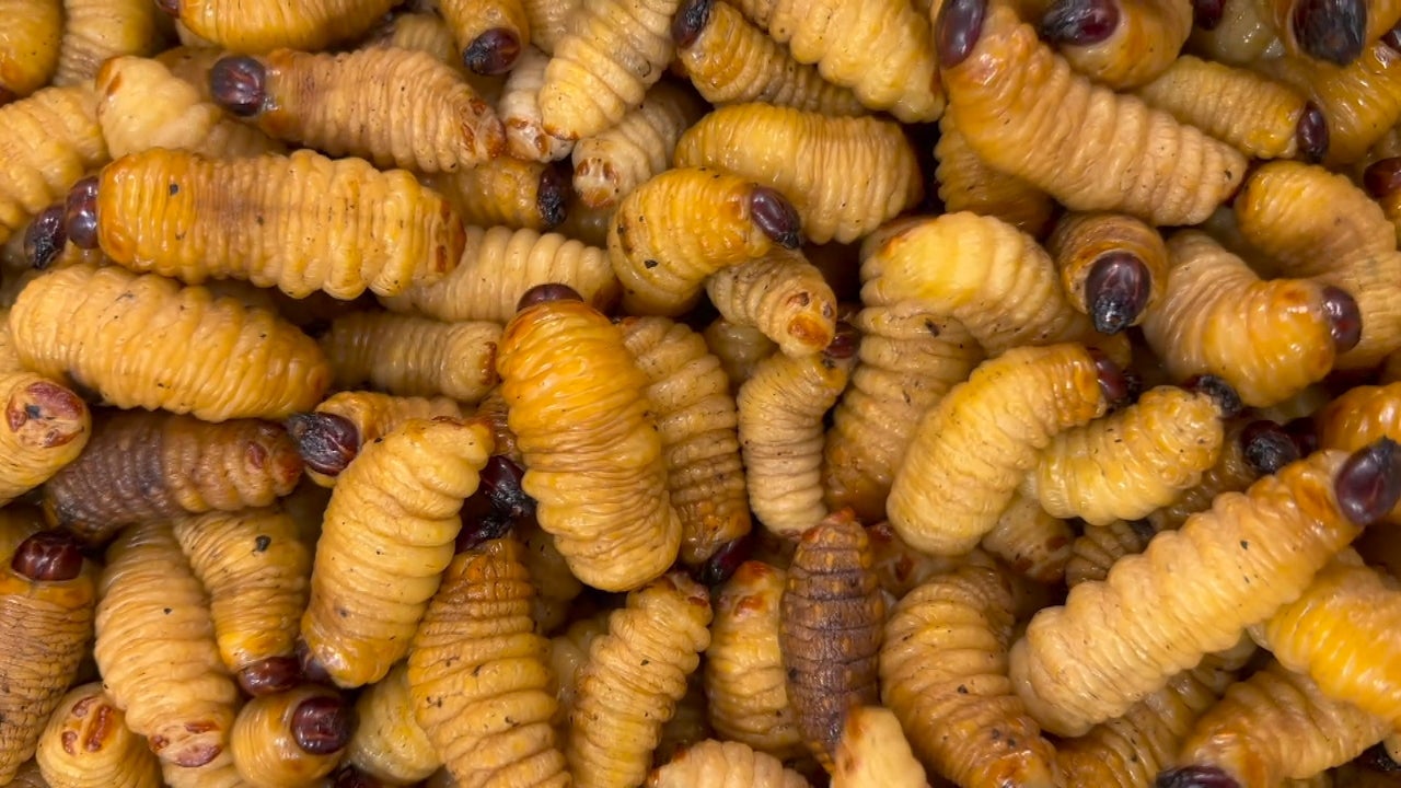 Palm Worms are a delicious delicacy that locals in Brazil and Cameroon love.