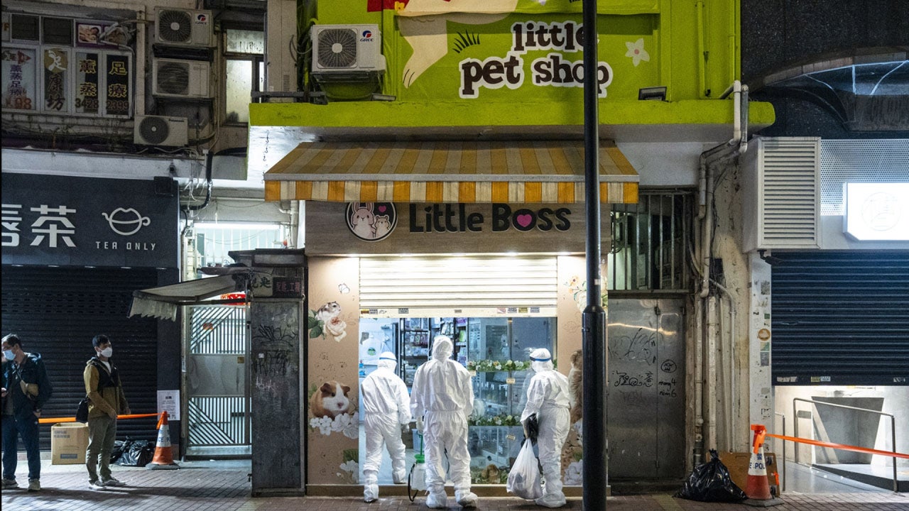After Pet Store COVID-19 outbreak, Hong Kong to Kill More Than 2000 Hamsters