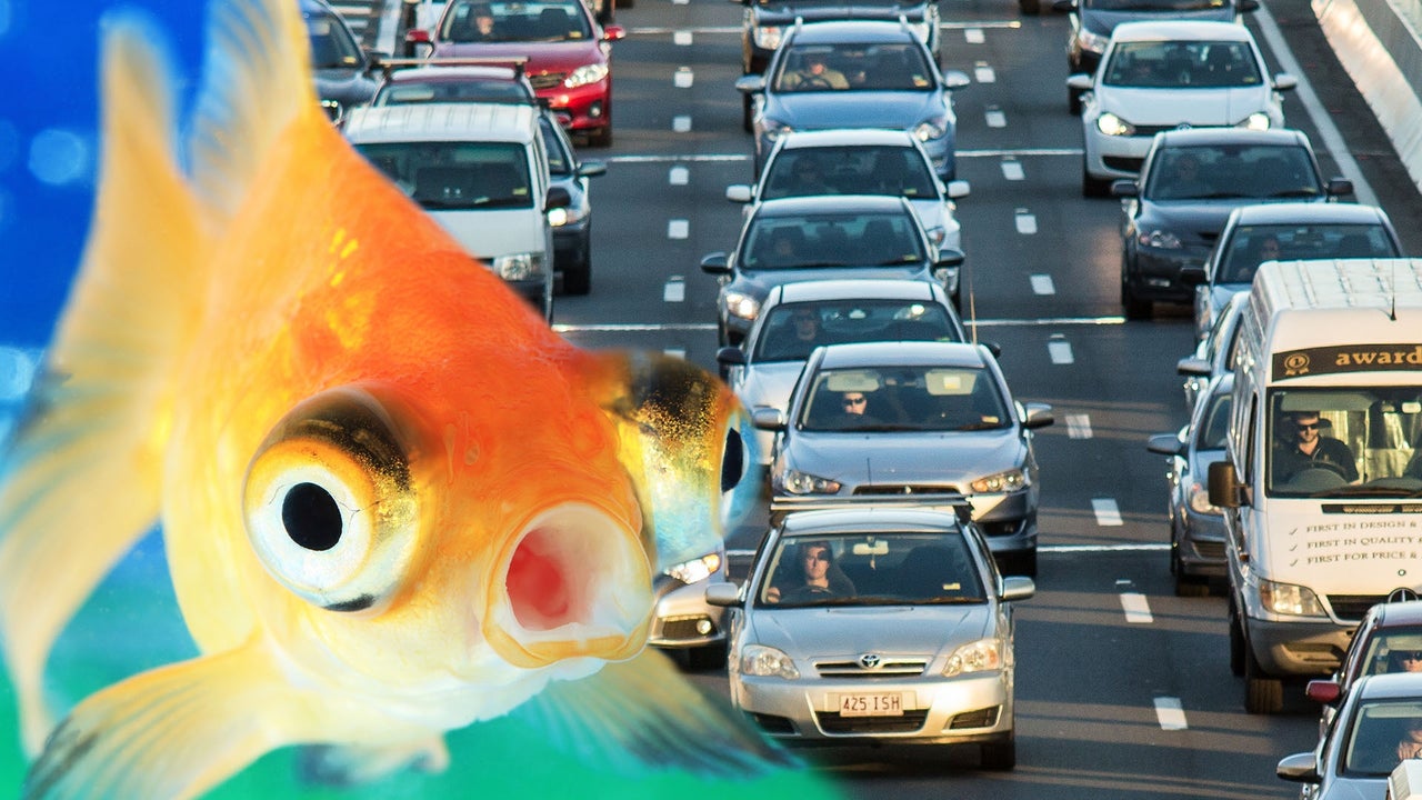 How Scientists from Israel Teach Goldfish to ‘Drive’Robotic vehicles