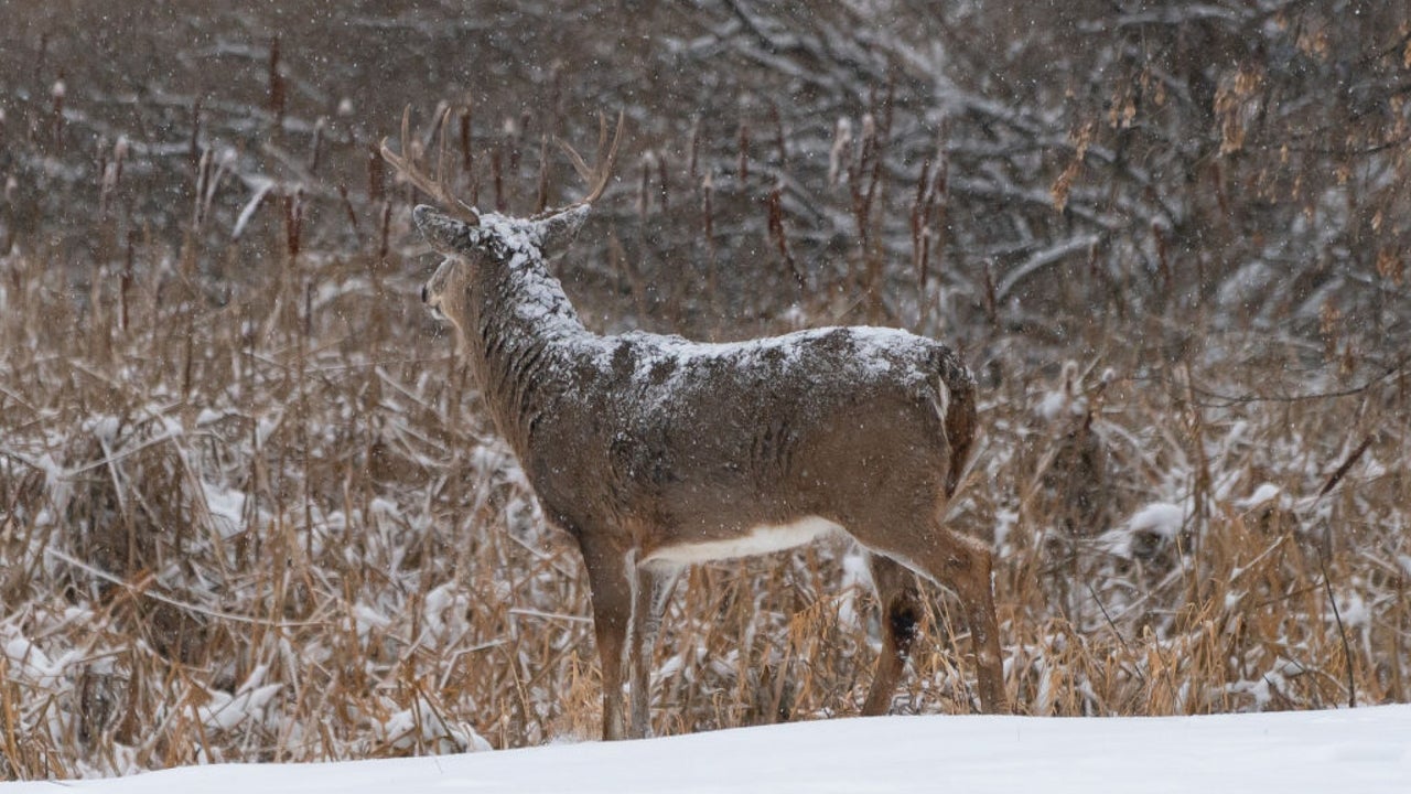 Hunter is Rescued after Suffering From Injuries from a Buck in Cold