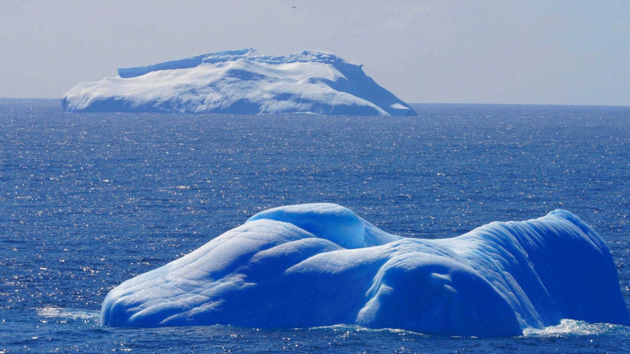 The Ecosystem could be threatened by invasive species that ‘hitchhike’ on ships to Antarctica