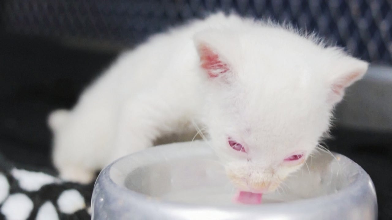 Officials Discover a Rare Albino Jaguarundi Cub in Colombia