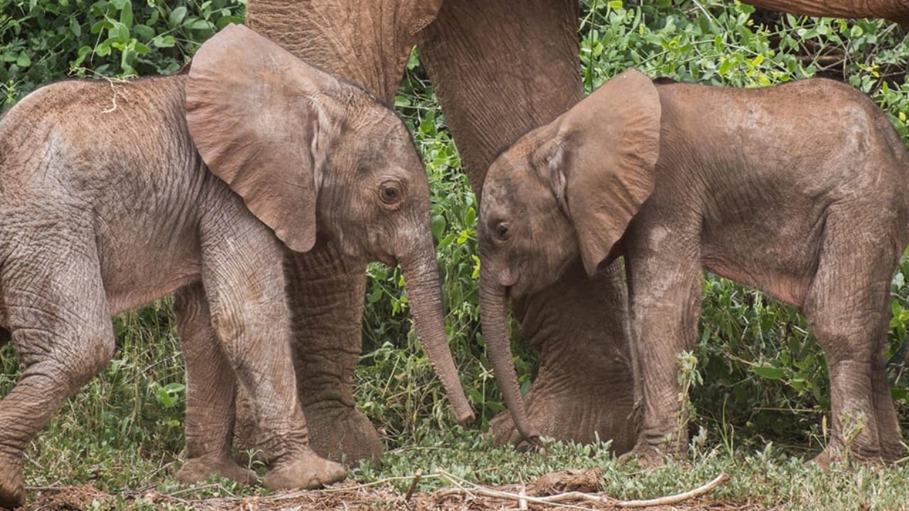 Rare Twin Elephants Born at Kenyan Park