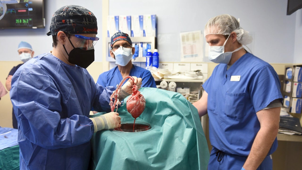 Maryland Surgeons Successfully Transplant Pig Heart into Human Patient