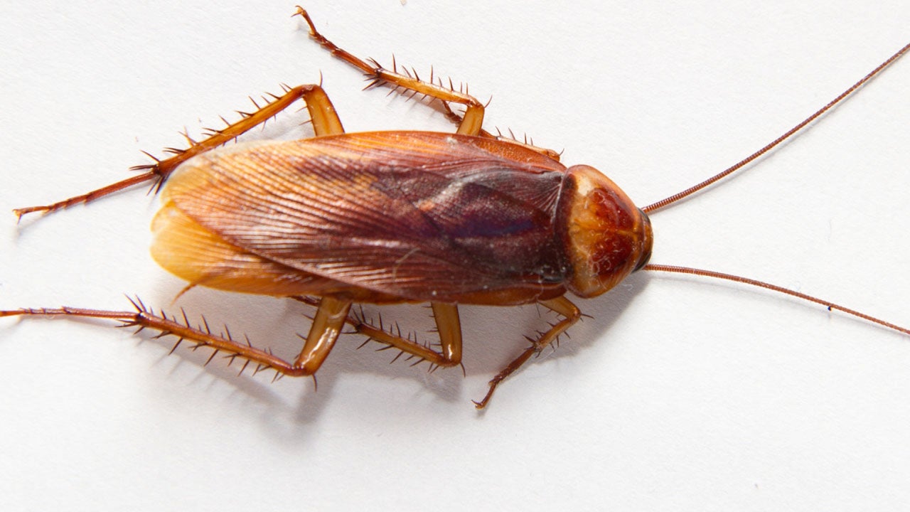 Swimmer believed he had water stuck in his ears, but turned out to be an invasive species of Cockroach