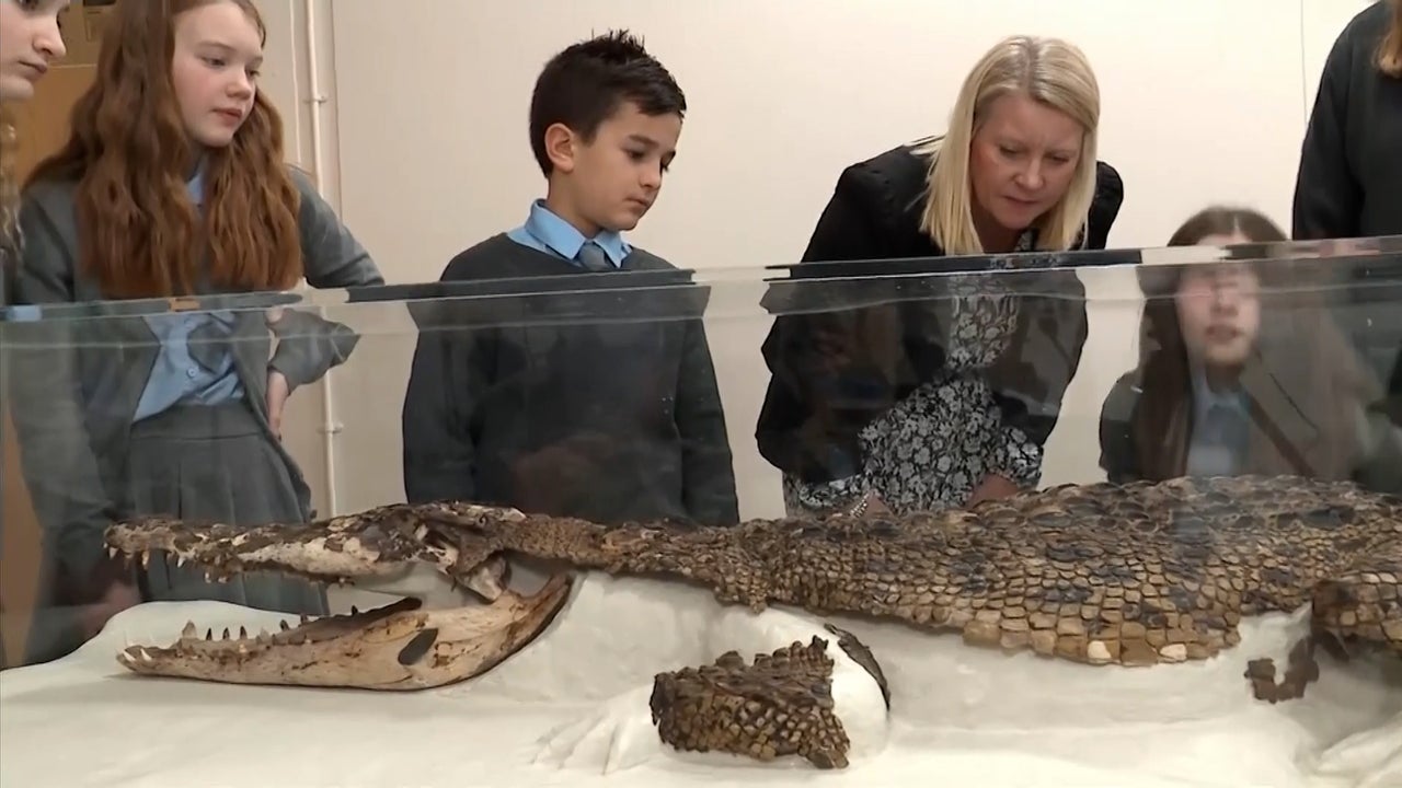 Wales School finds Mummified Saltwater Crocodile under Classroom Floor while Renovating