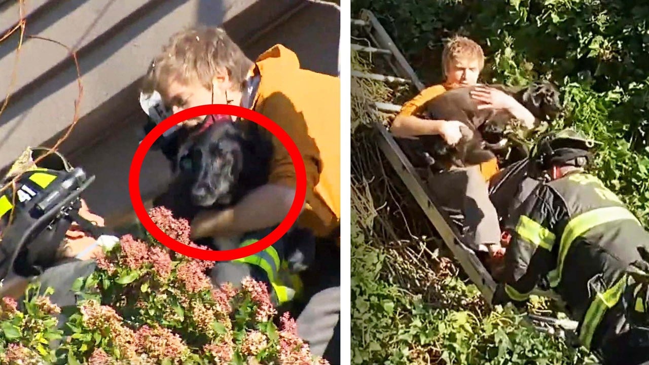 Washington Couple’s Dog Reunited with Owners 6 Days after Landslide Damages Their Home