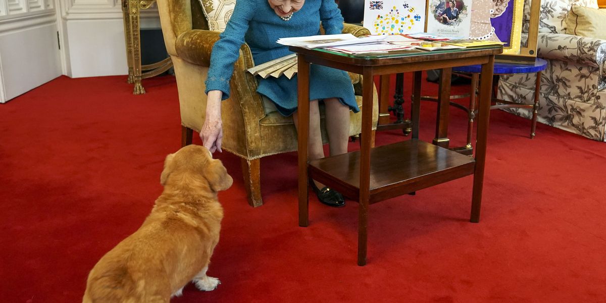 ‘I know what you want’, says Queen after pet wanders into memorabilia viewing