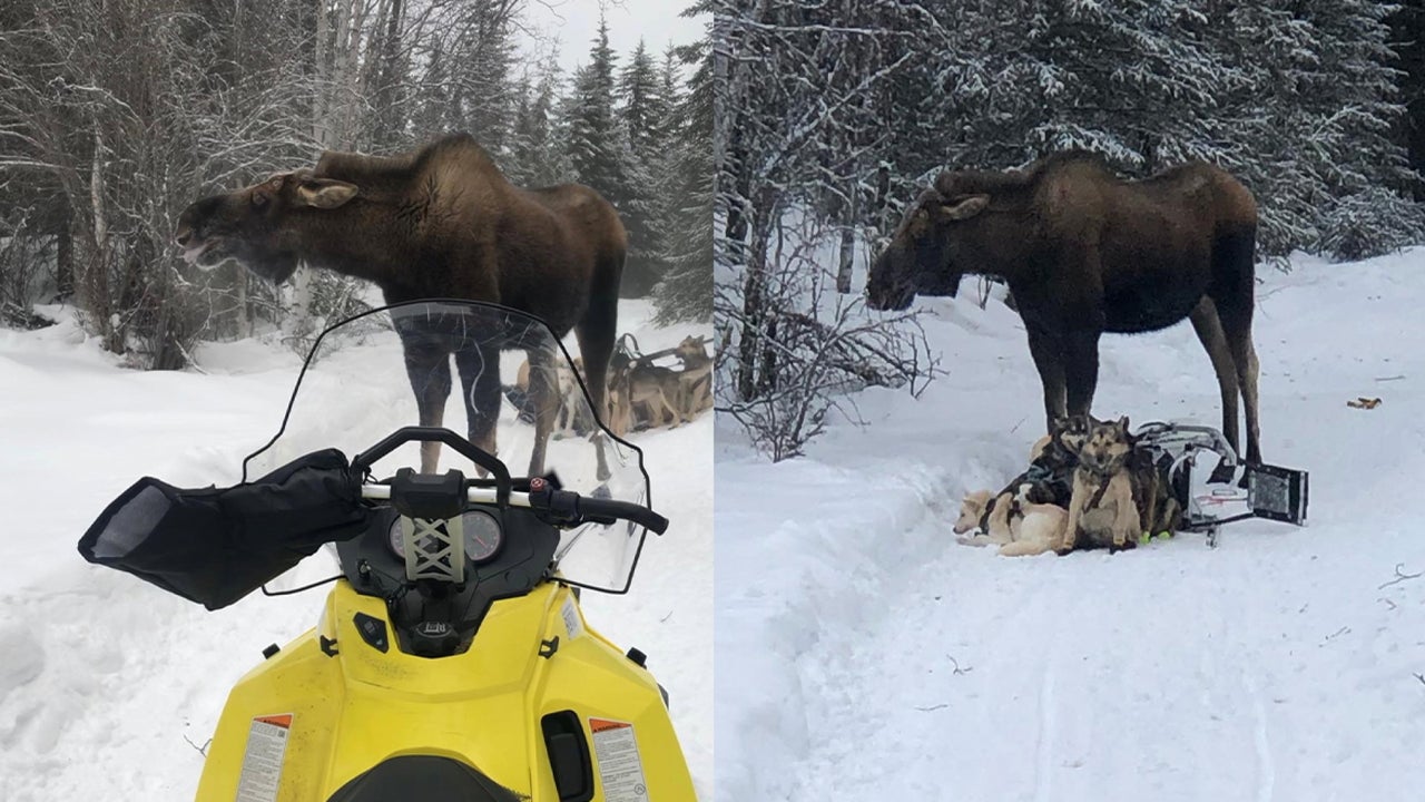 4 Dogs Seriously Injured When Moose Attacks Alaska Sled Team for Nearly an Hour: ‘He Would Not Leave Us Alone’