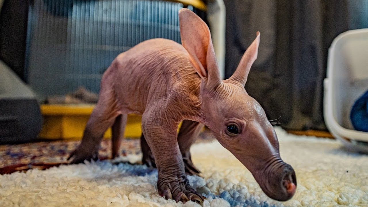 Aardvark Born at England Zoo for the First Time in 90 Years