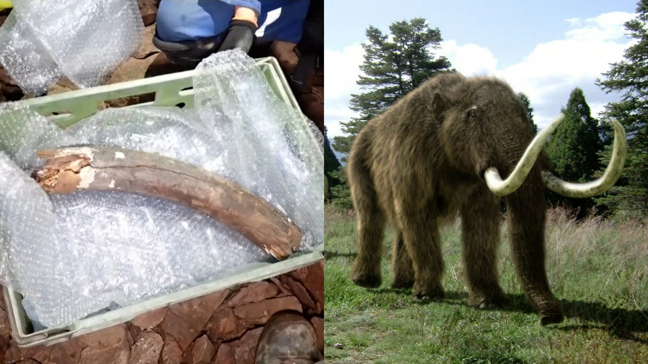 Archaeologists Find Woolly Mammoth Remains in England