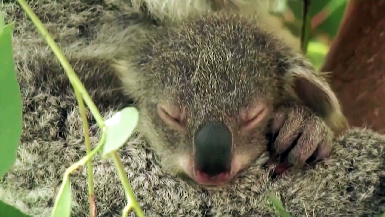 Australia Declares Koalas Are Now Endangered Due to Bushfires, Disease and Climate Change