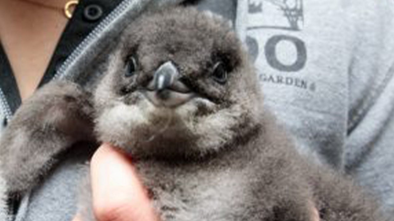 Cincinnati Zoo Names New Penguin Chick After Quarterback Joe Burrows