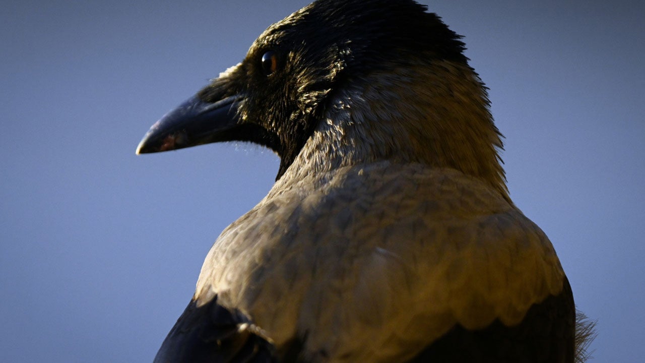 Crows are used to pick up cigarettes butts in Sweden by swooping in