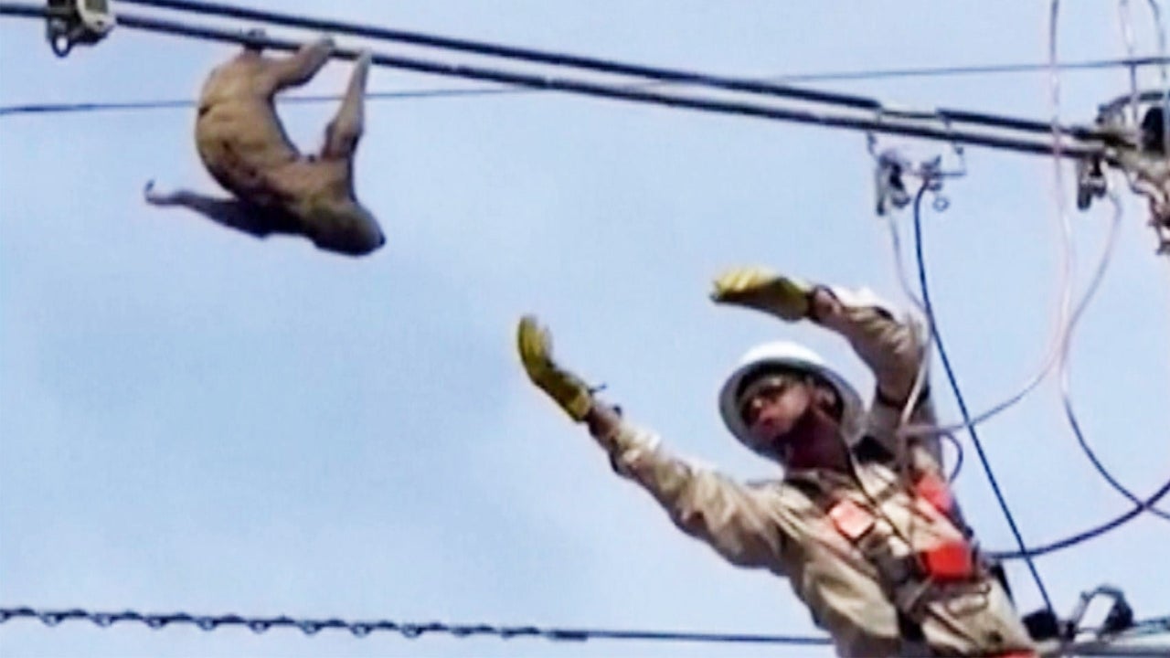 Electric Company Worker Springs Into Action to Rescue Sloth Stuck on Power Line