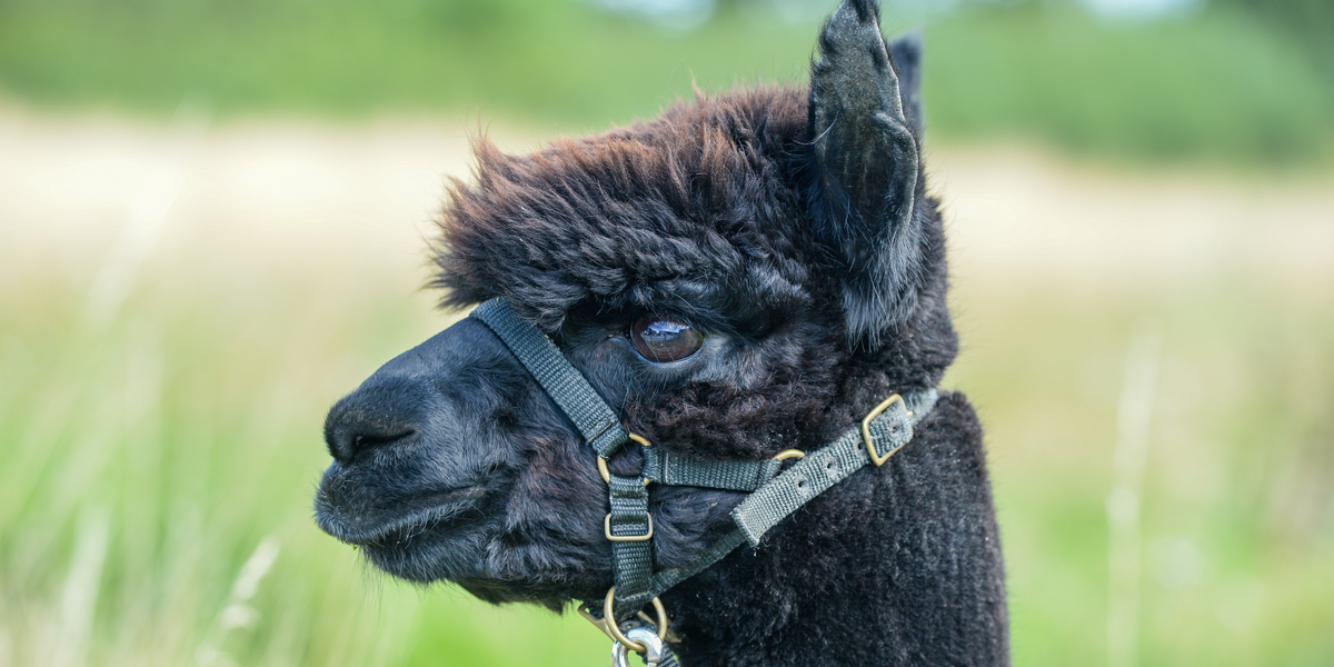 Geronimo the alpaca’s daughter has had a baby and the name suggestions are wild