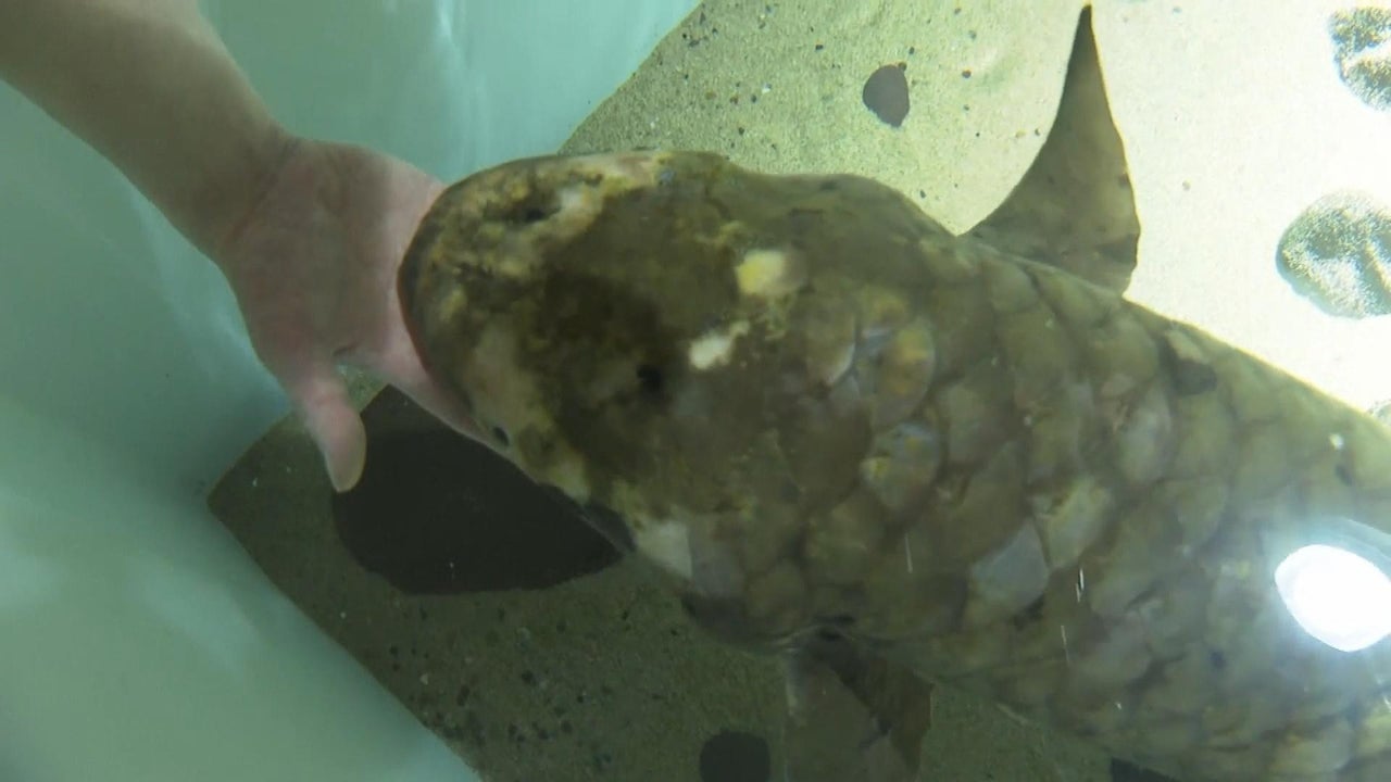 Meet Methuselah, the World’s Oldest Aquarium Fish