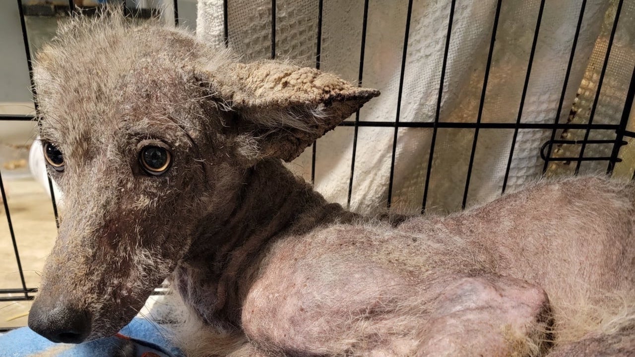Mysterious Animal That Pennsylvania Shelter Was Treating Is Revealed