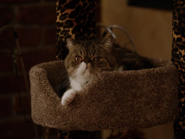 'New Girl' Winston Actor Said He Was Allergic to His Cat