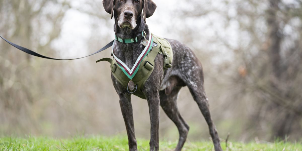 Pioneering RAF sniffer dog given ‘animal Victoria Cross’ award